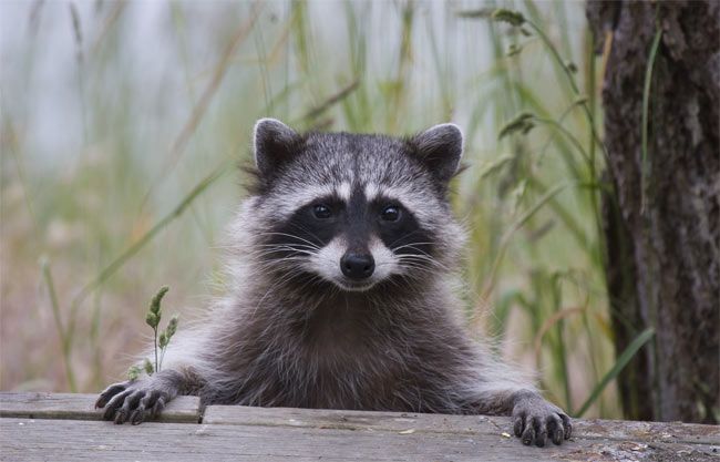 Raccoons
