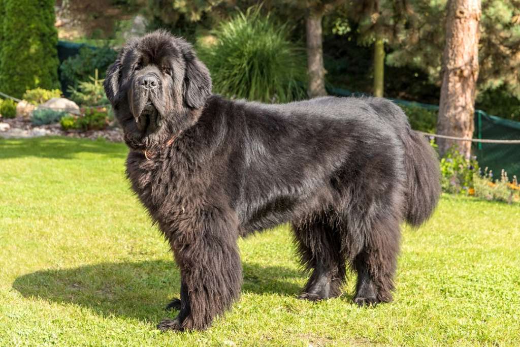 newfoundland dog