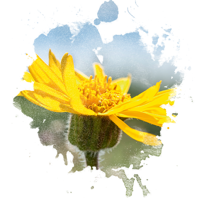 Arnica flower