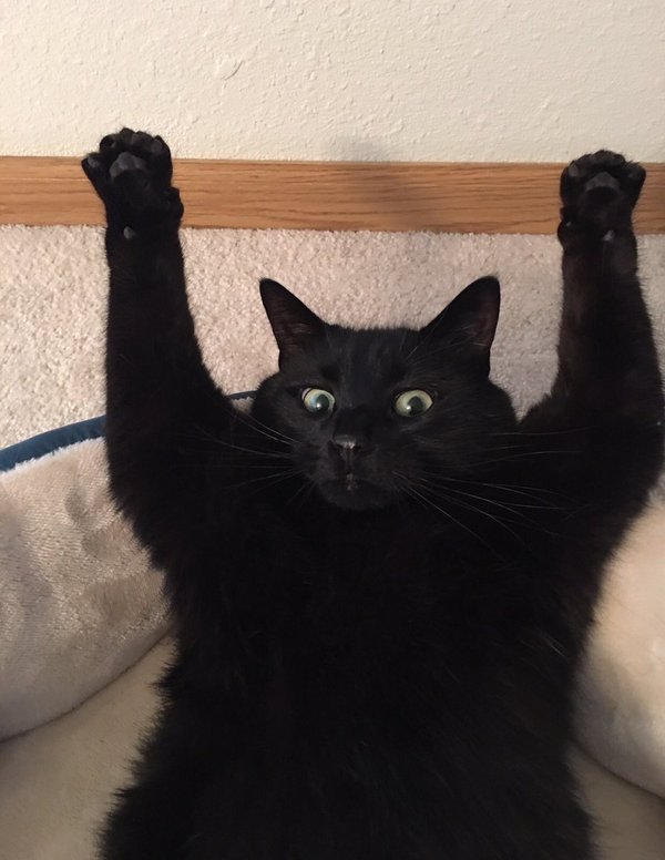 Cat paws up