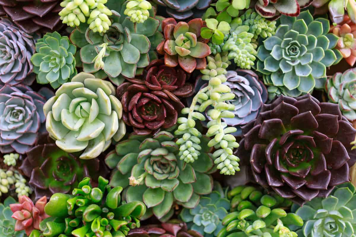 succulents