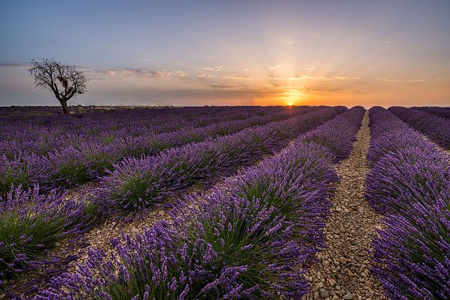Lavender Field