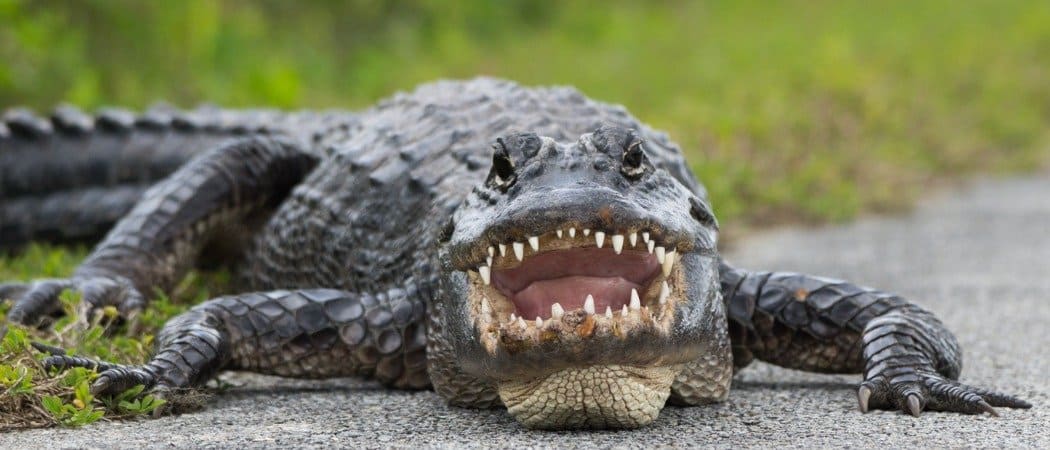 alligator