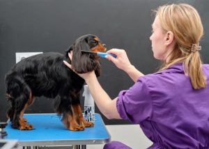 Dog Grooming