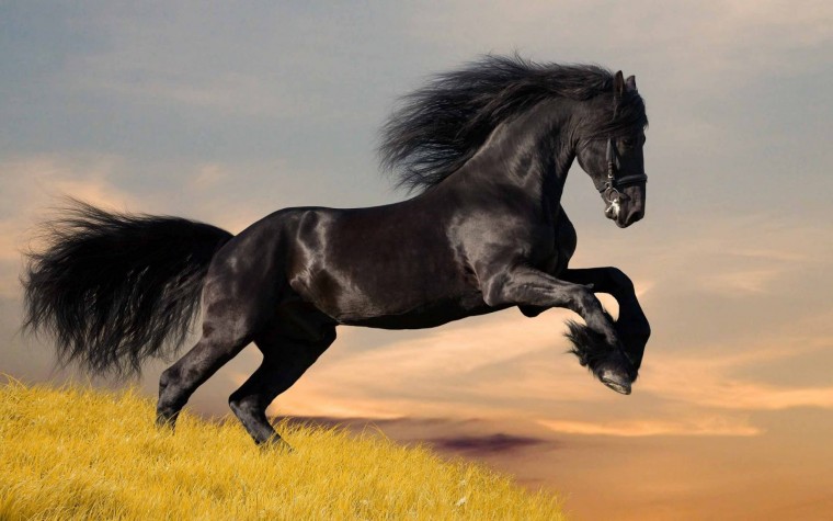Black horse Friesian