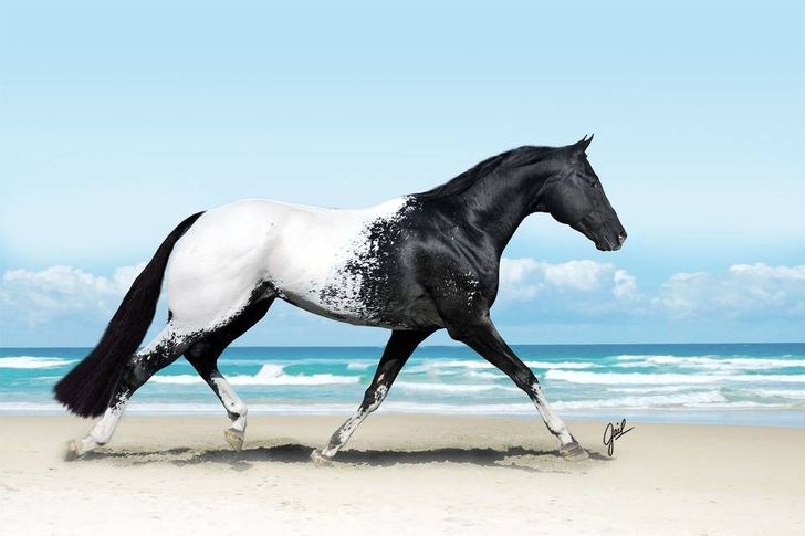 Black and white horse Appaloosa