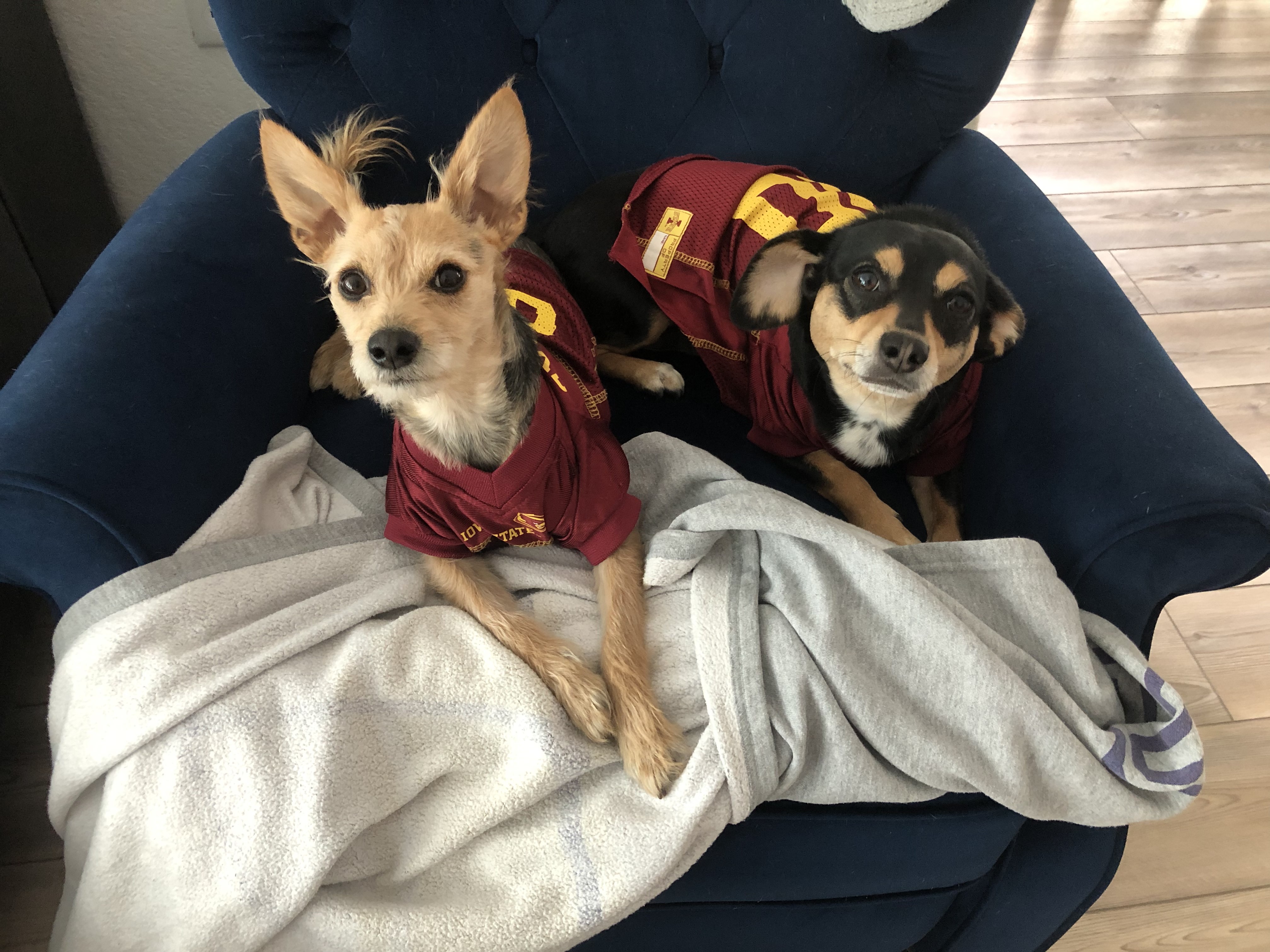 Foxy and Dobby in Jerseys