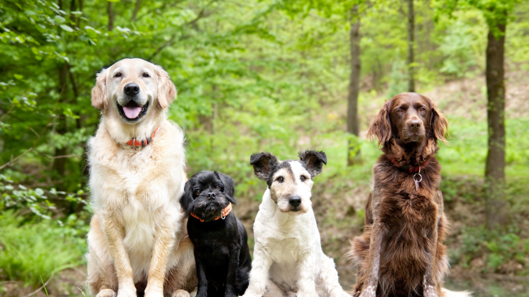 Dog-group-photo