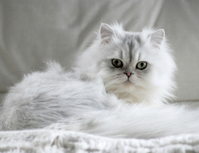 White chincila cat