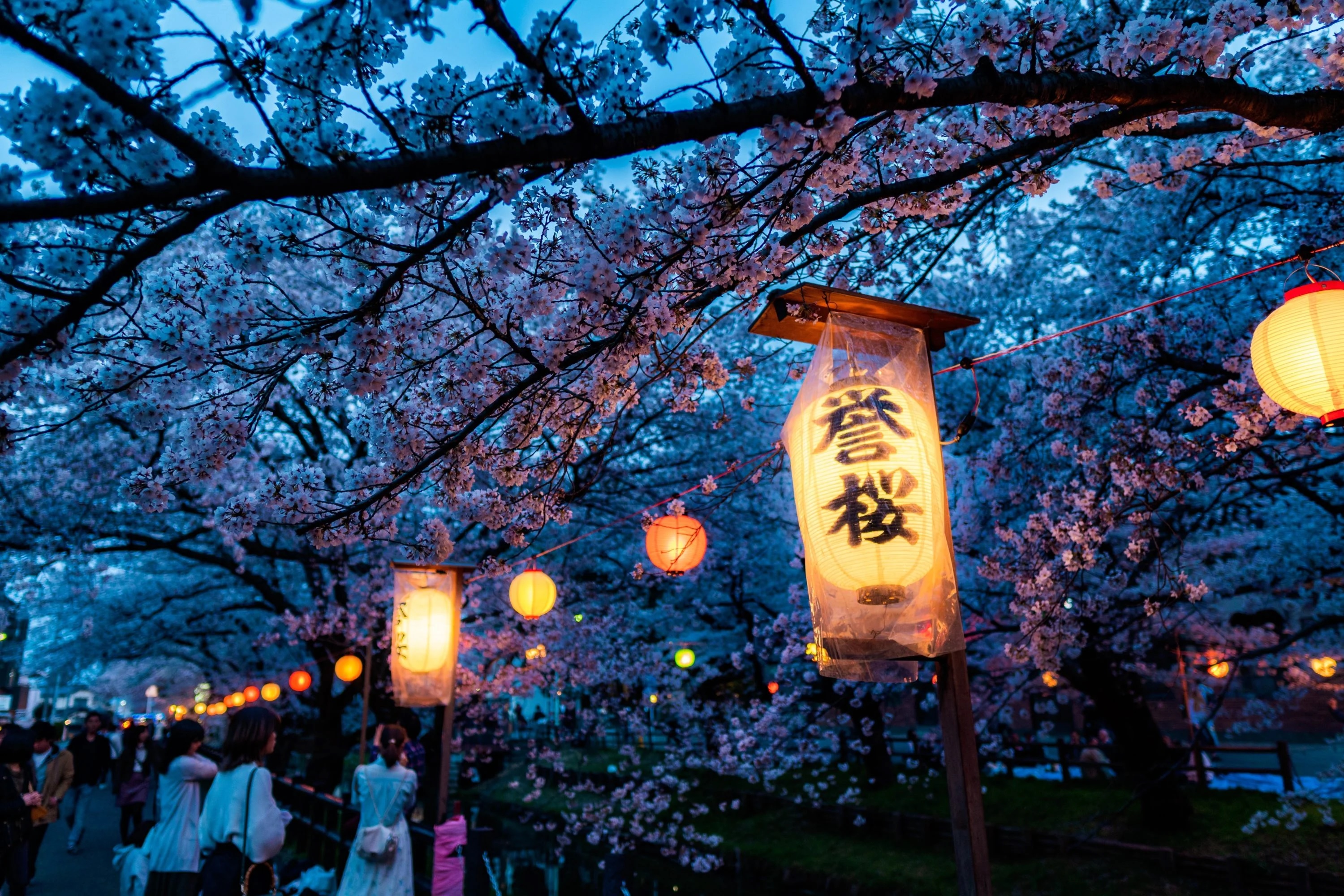 Cherry blossoms in bloom at night in Japan.