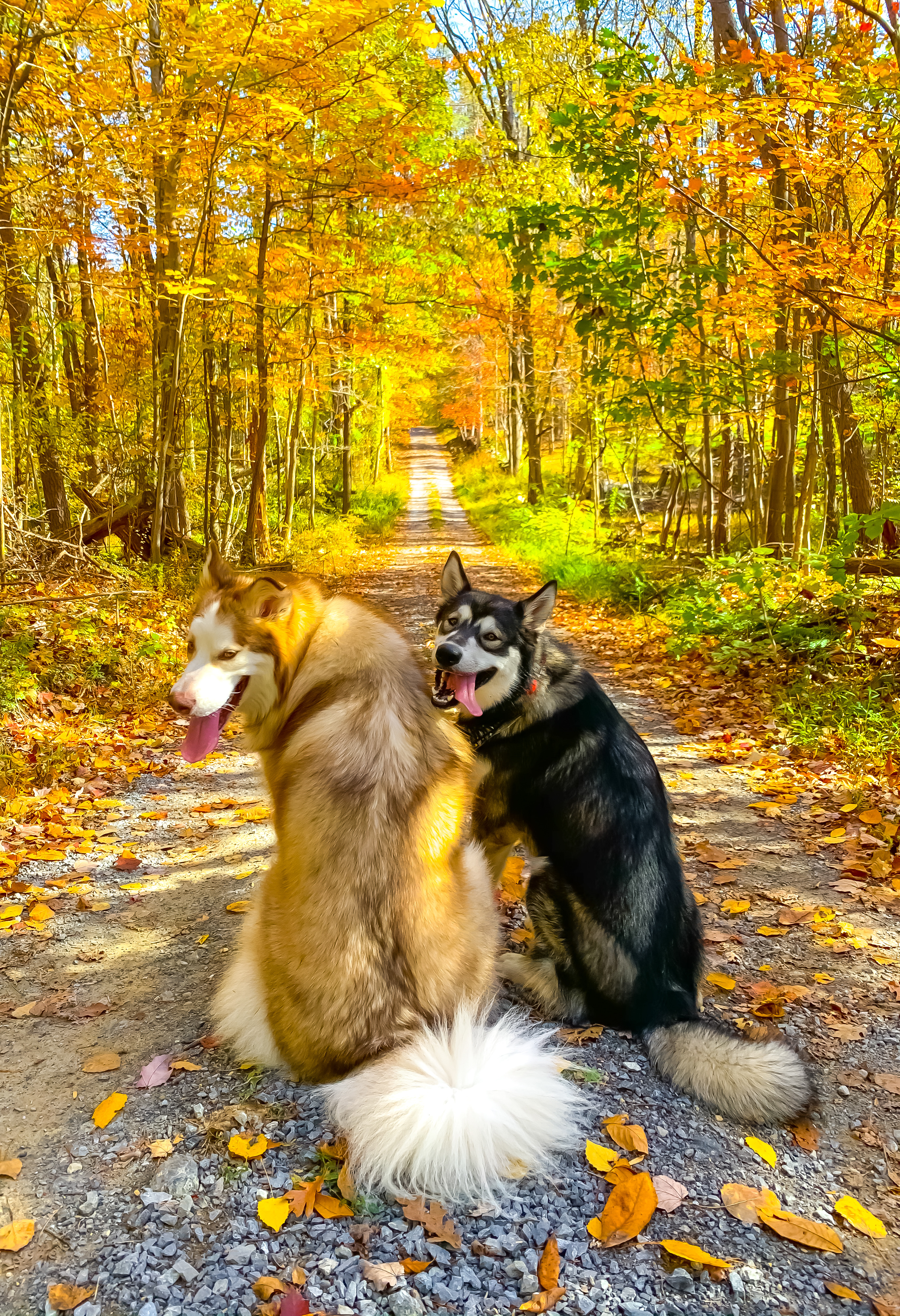 Two Alaskan Malamutes in colorful Autum