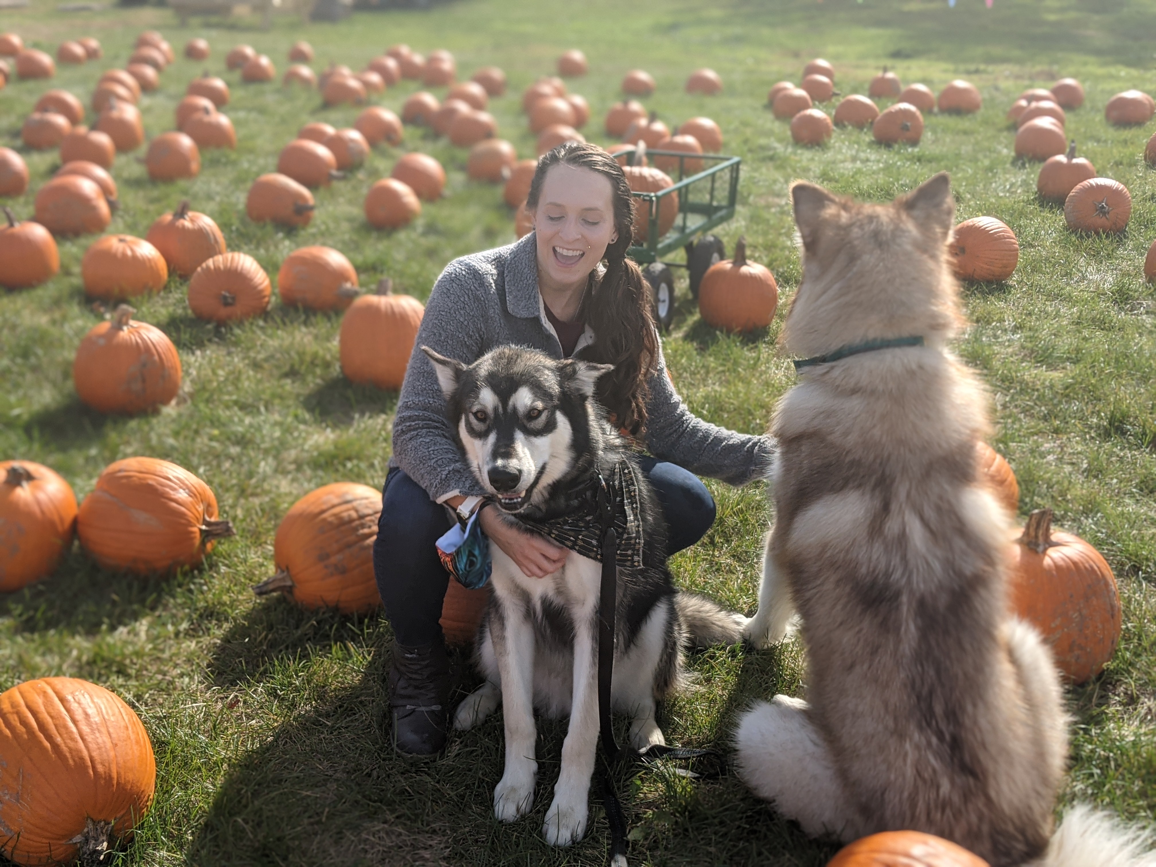 Smiling at my two mals while at the pumpkin patch