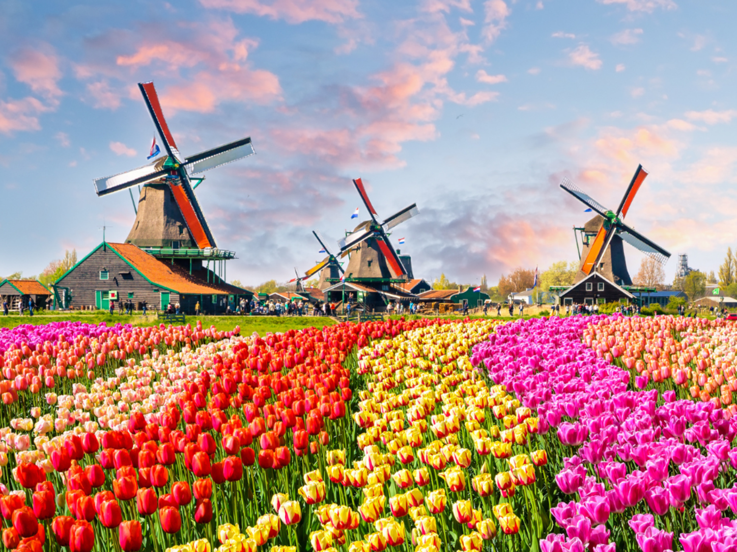 Amsterdam Tulips