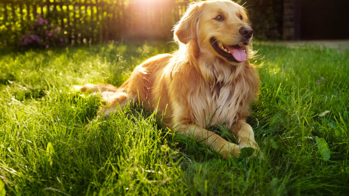 Golden Retriever