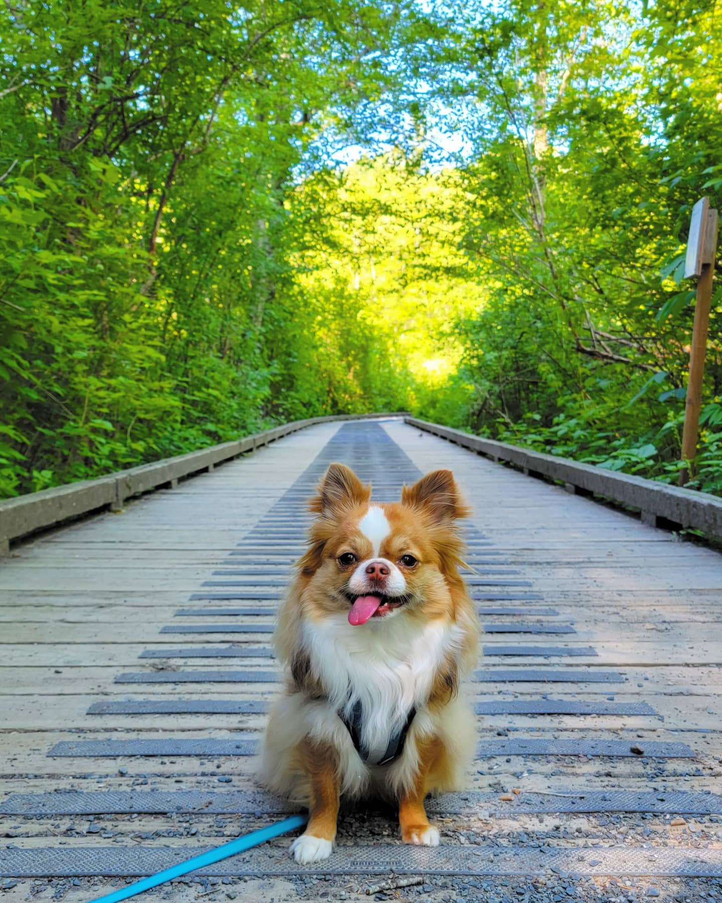 Golden long-haired Chihuahua in the Park