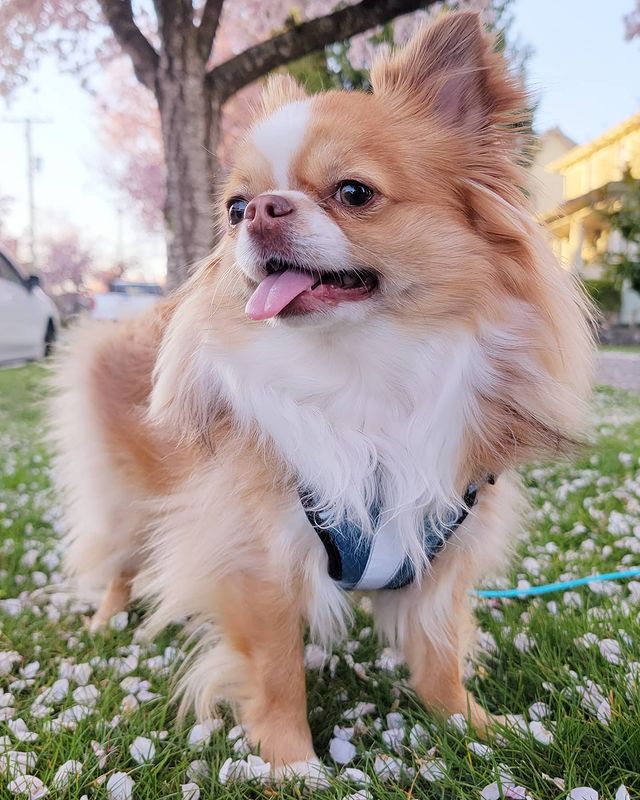 Golden lon-haired Chihuahua with Sakura Flowers