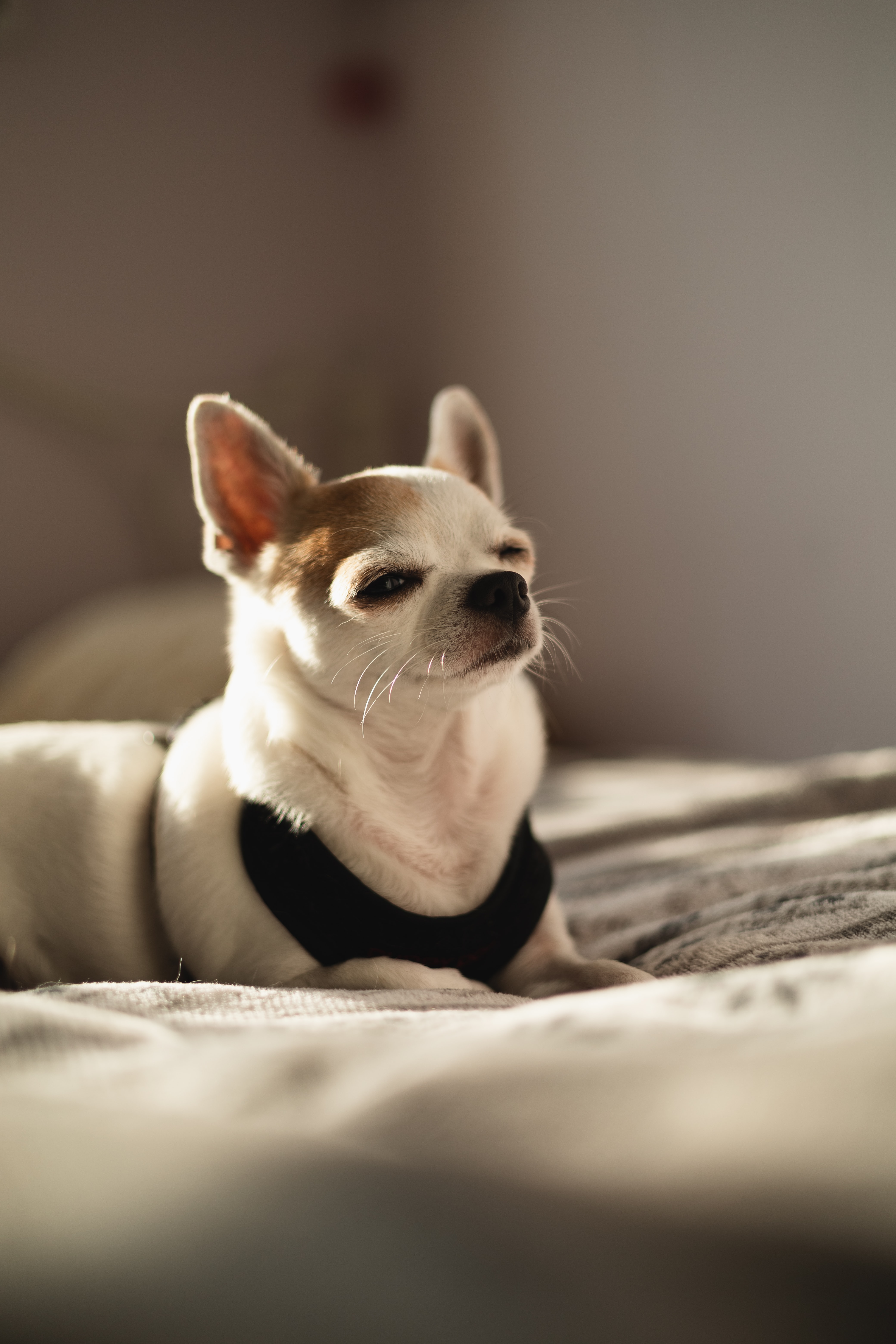 White short-haired Chihuahua