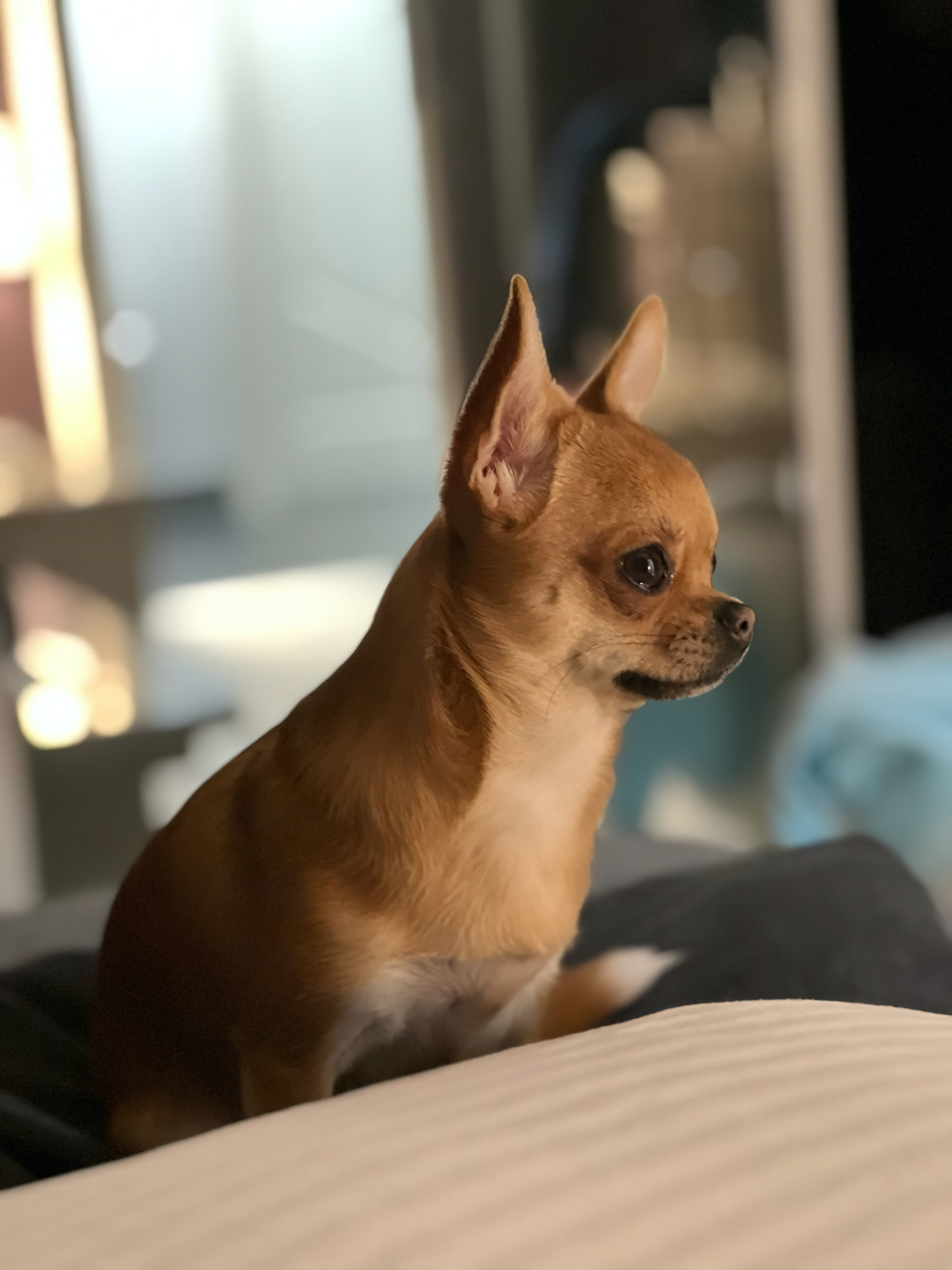 Caramel short-haired Chihuahua