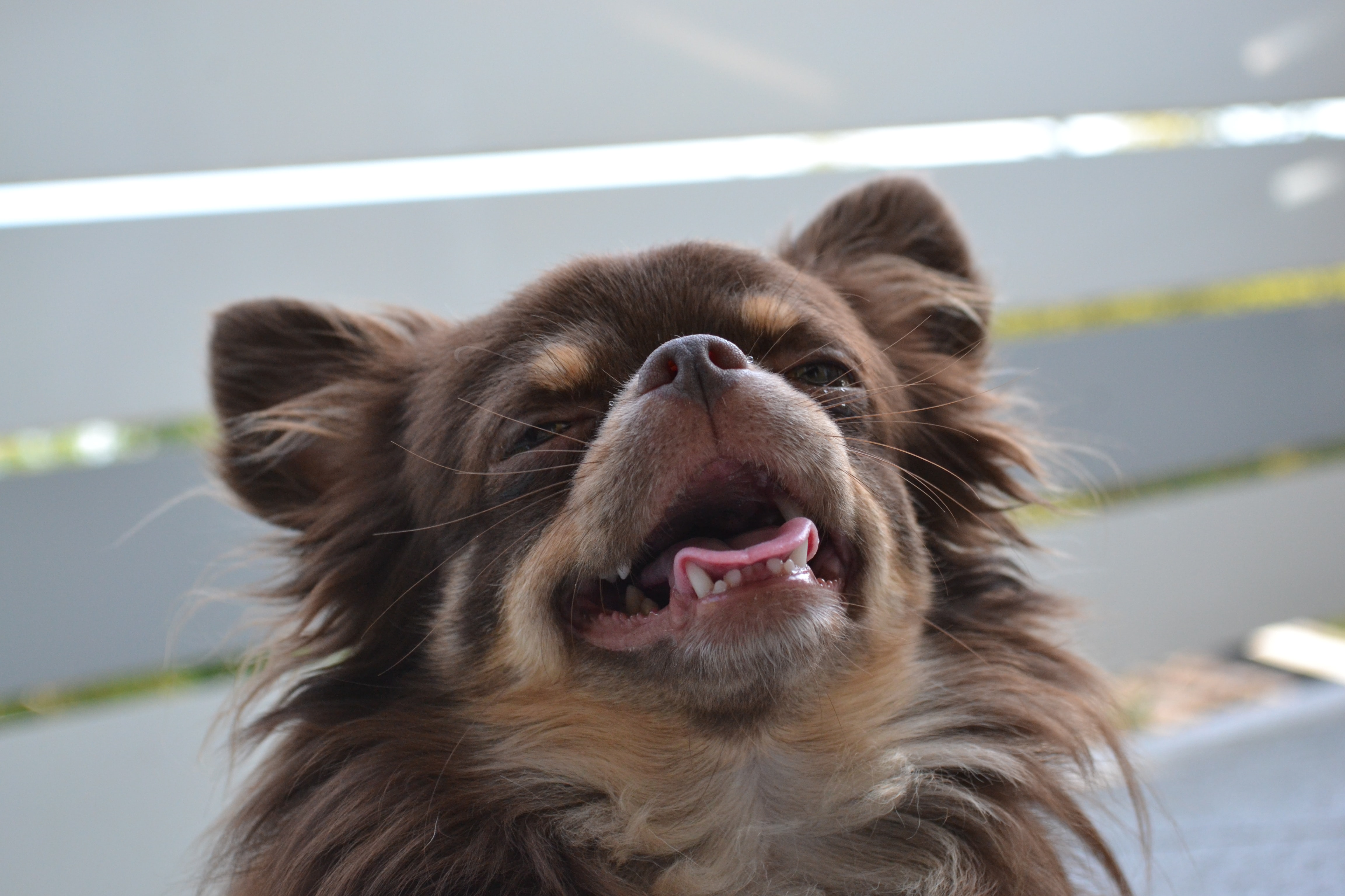 Happy Chocolate long-haired Chihuahua