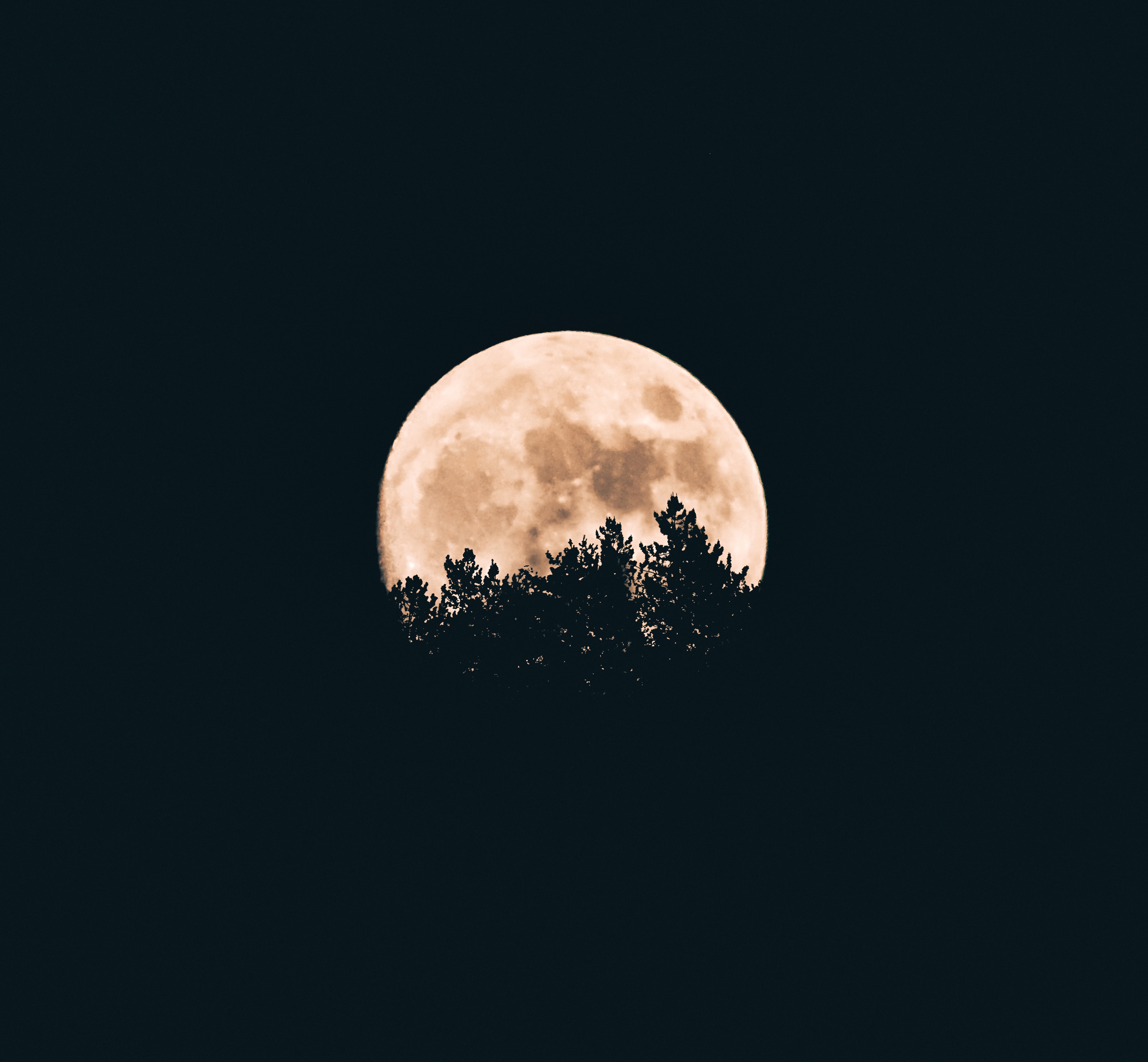 full moon in trees