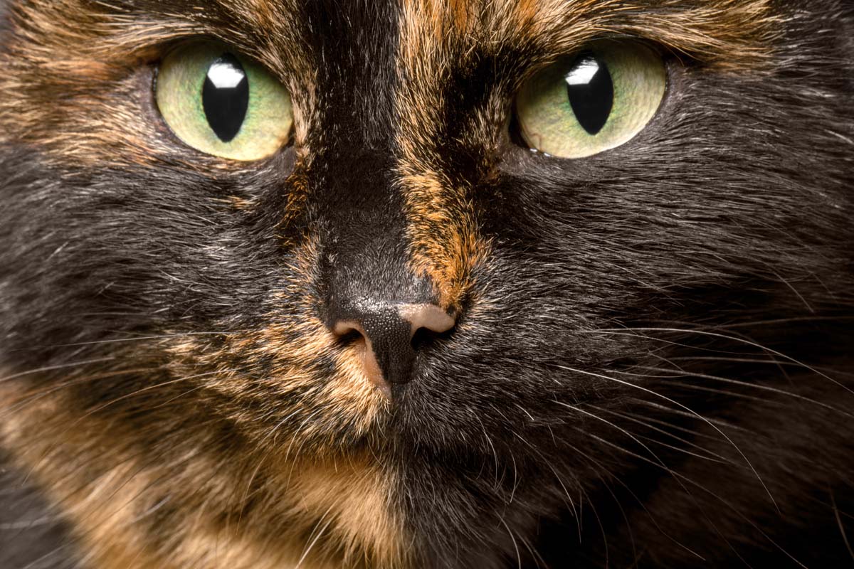 Face of a green-eyed, multi-colored tortoiseshell cat