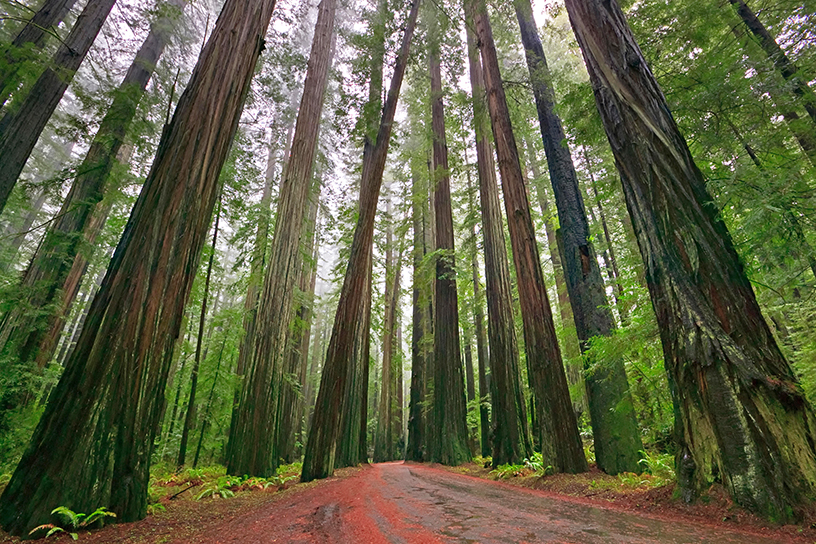 Redwood forest