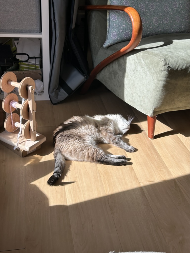 Talulah laying in the sun