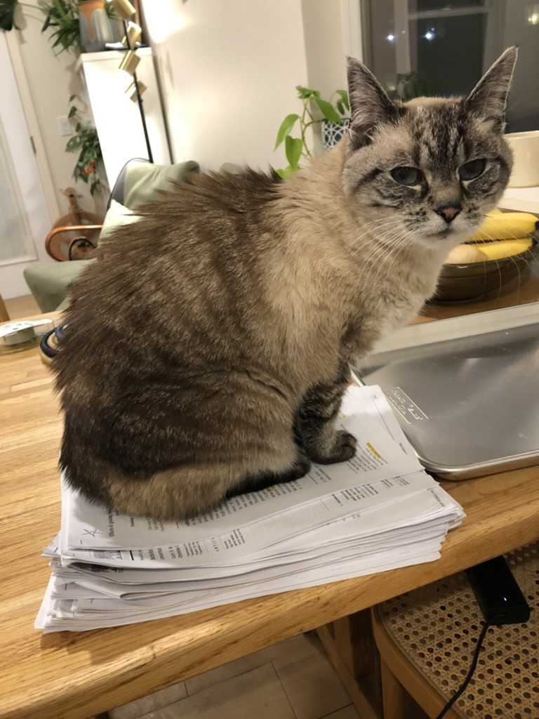 Talulah helping with homework