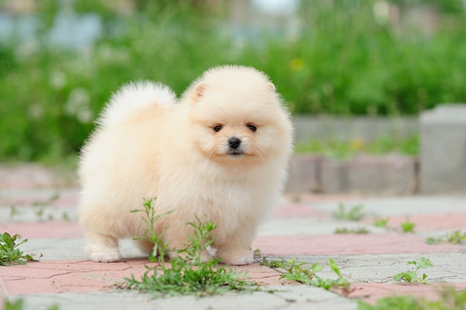 pomeranian Puppy