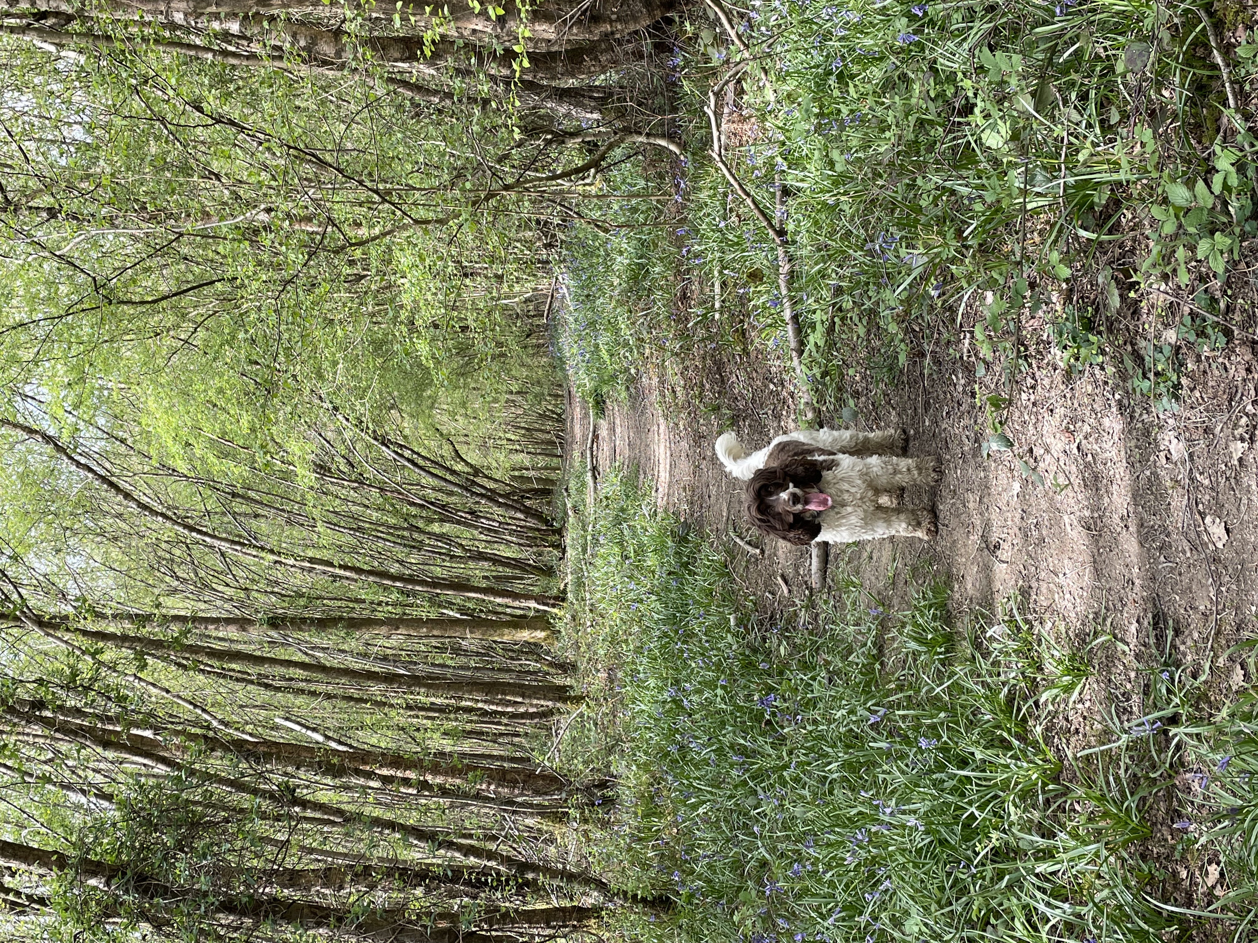 Lilo the Cocker Spaniel