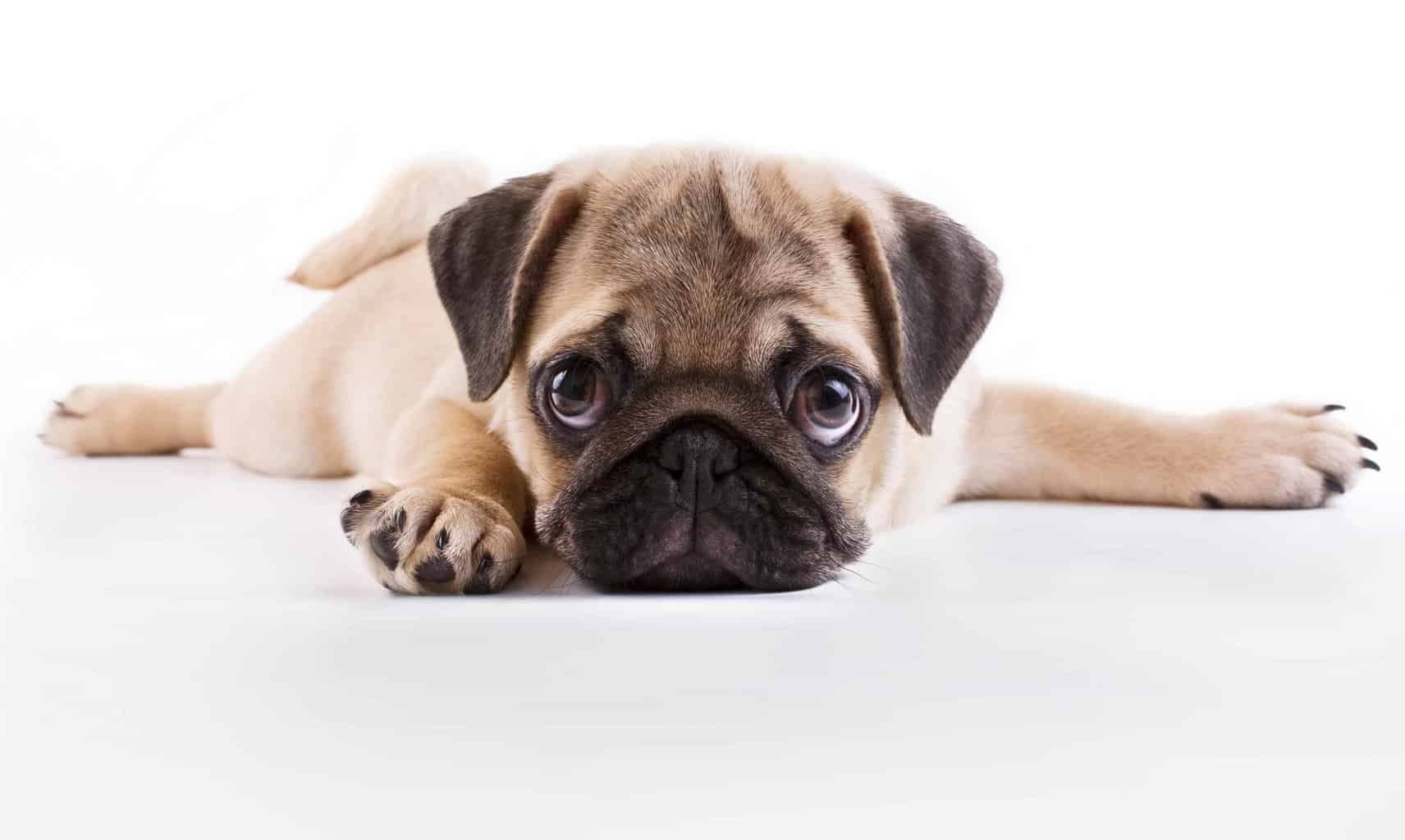 pug