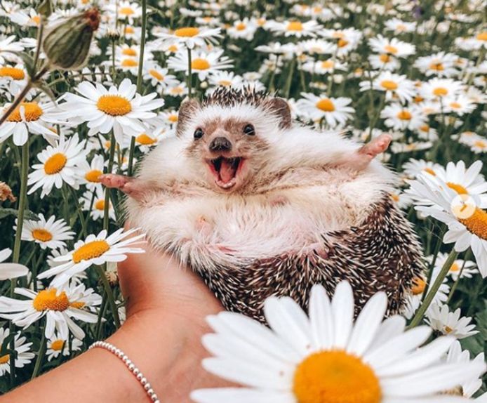 Hedgehog