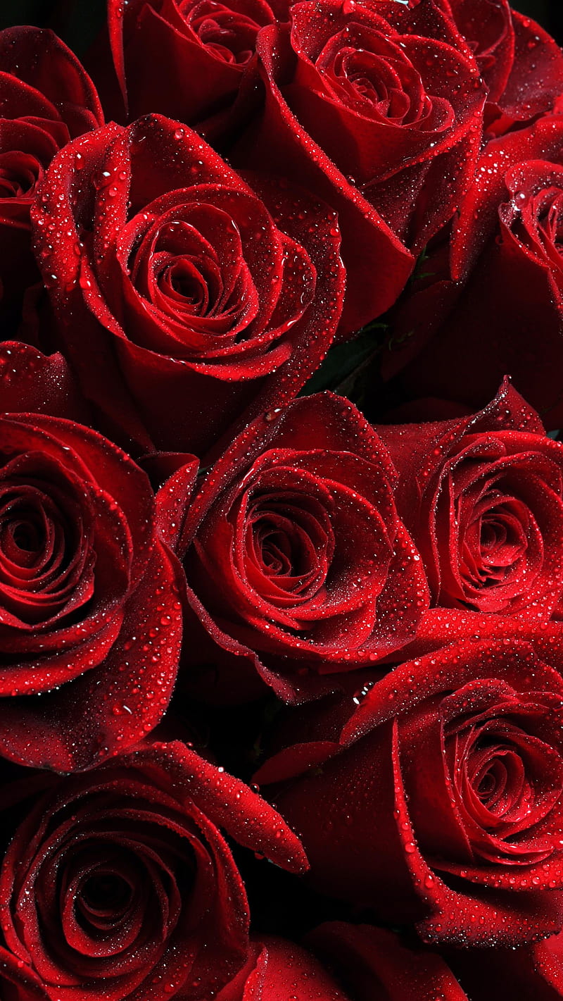 red roses