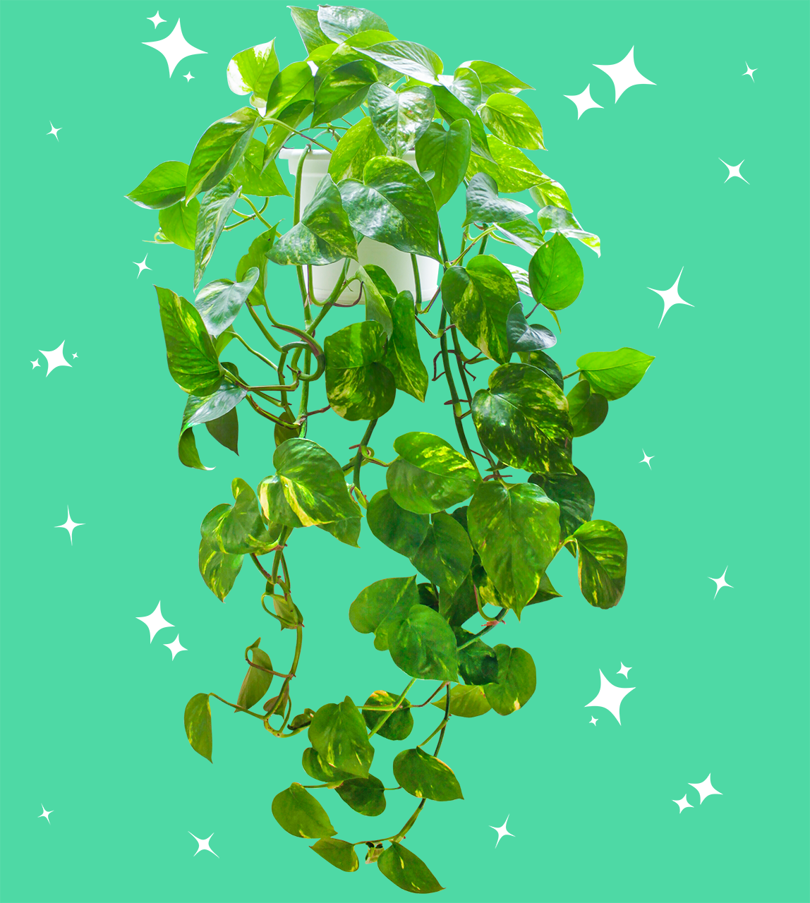 Golden Pothos