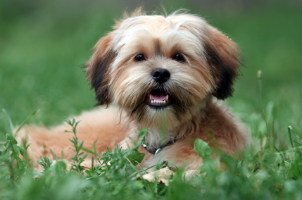 Shorkie Dog