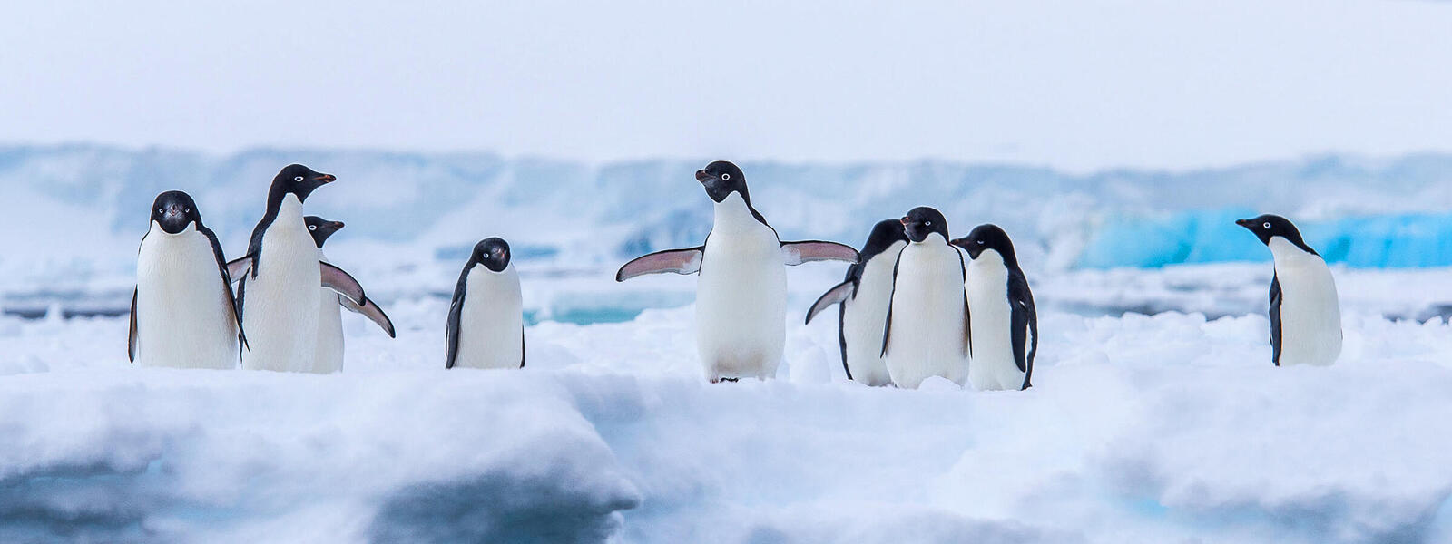 penguins