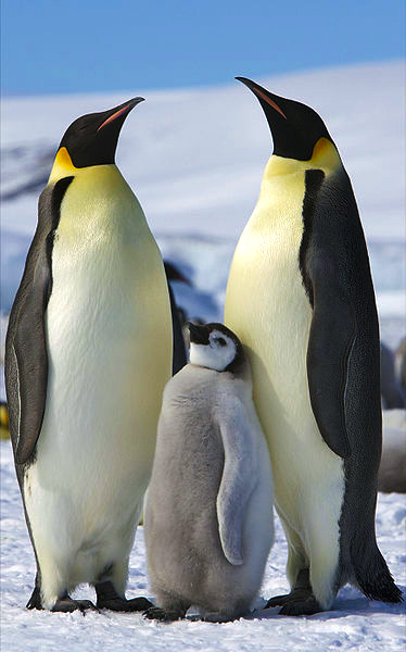 emperor-penguin