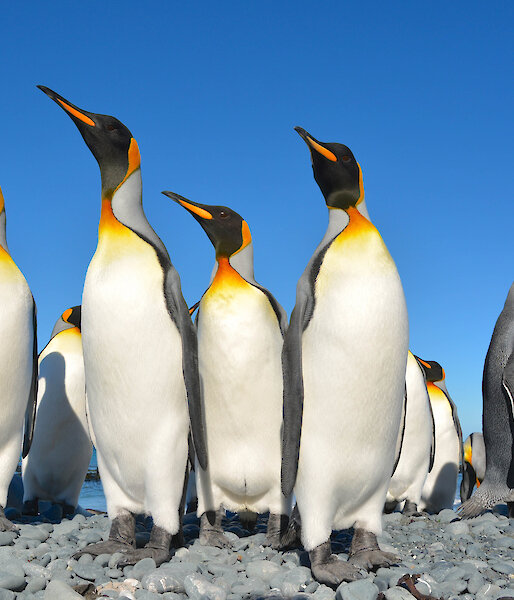 king-penguin