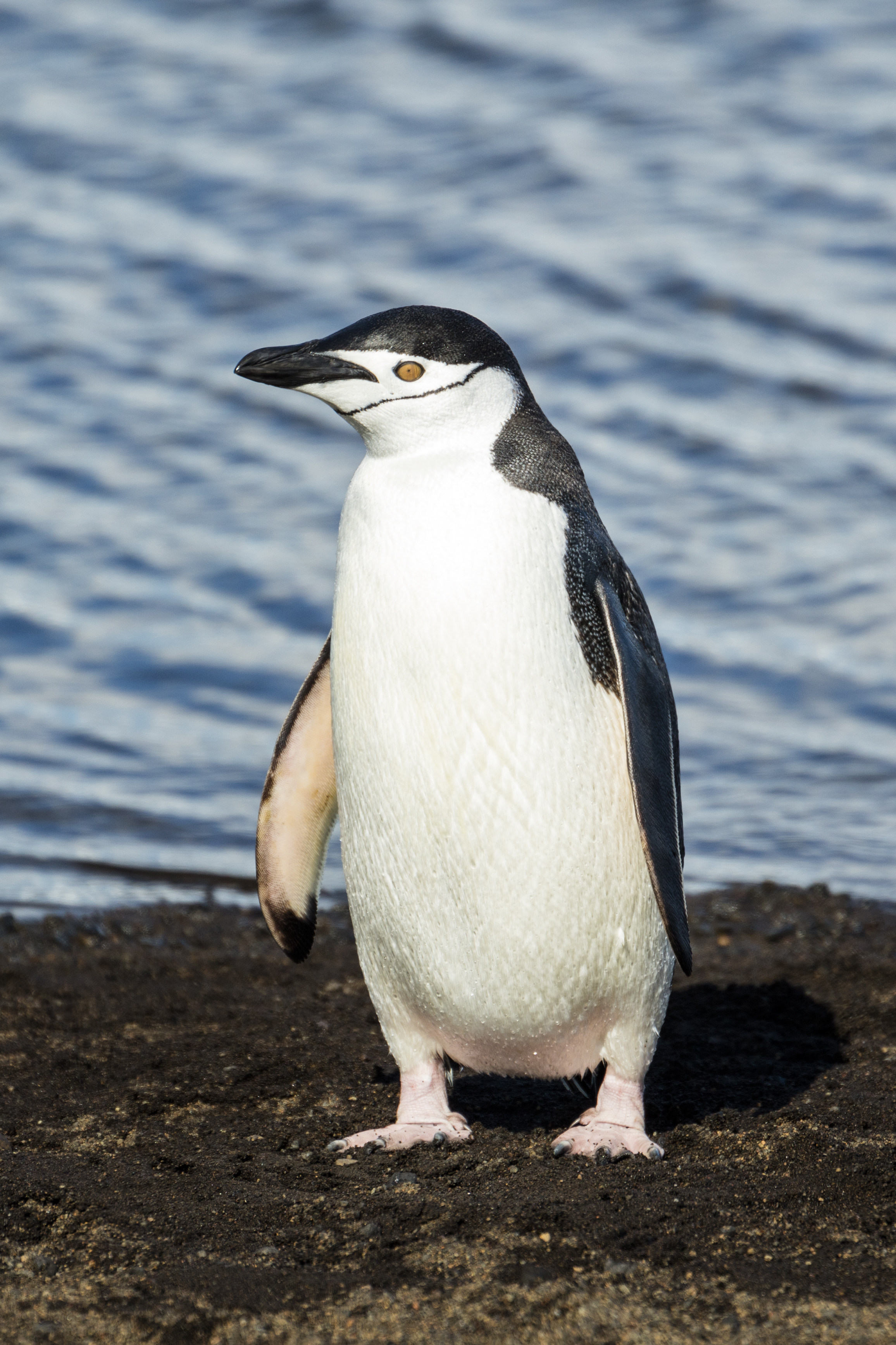 chinstrap-penguin