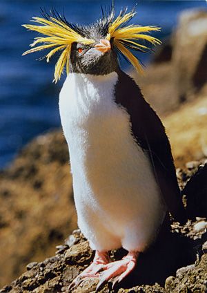 macaroni-penguin