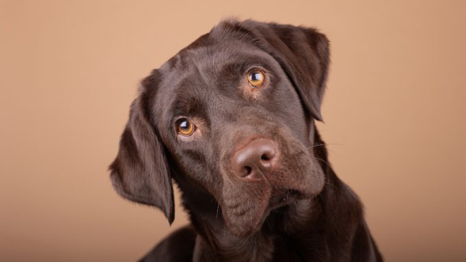 Chocolate lab tilting head