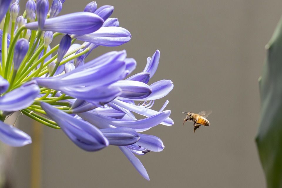 African lily + bee
