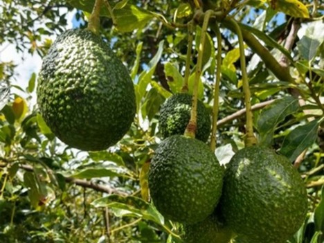 Avocado tree
