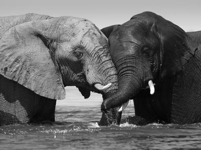 Elephant Black and White