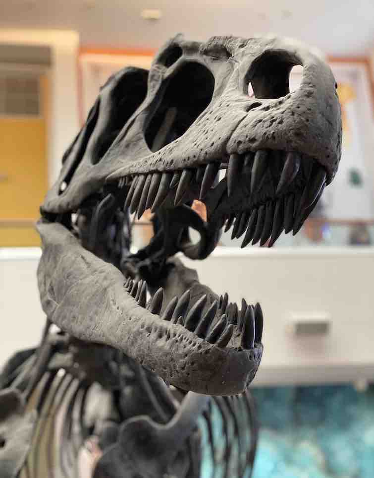 t-rex skull