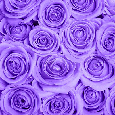 lavender color roses