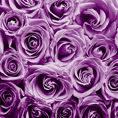 lilac color roses