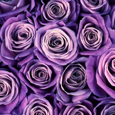 mauve color roses