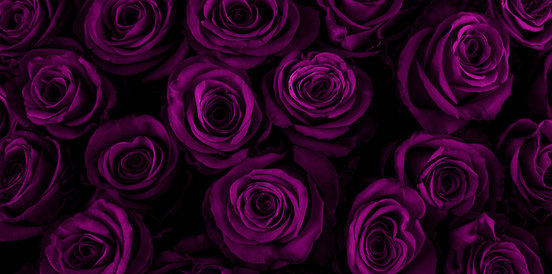 background roses