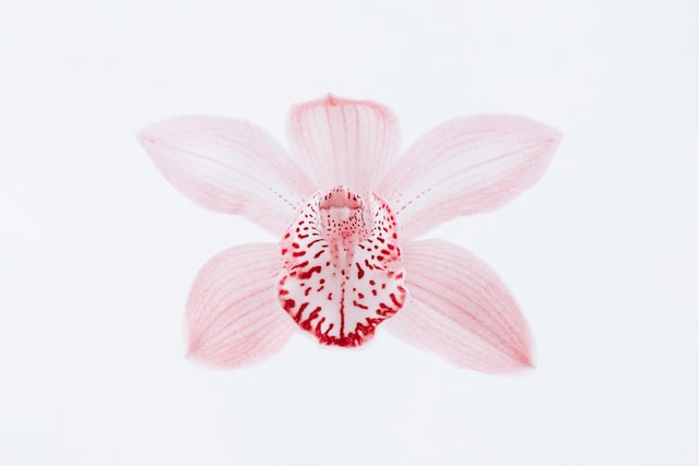 One light pink orchid on a white background. The orchid has five petals arranged in a star shape, with a dark pink rim and dots in the central part.